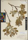 Foto von Salix lanata L.